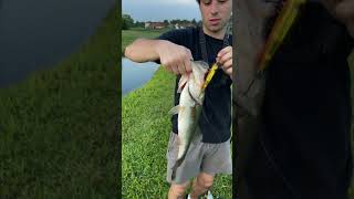 Topwater Tommy floridafishing shorts tarpon snook bassfishing [upl. by Noorah]