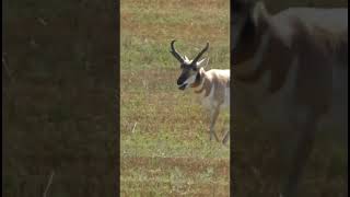 Pronghorn buck in rut nature pronghorn [upl. by Jan]