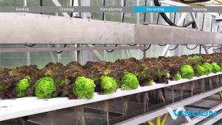 Viscon Hydroponics  Fully Automated Hydroponic System  Gipmans [upl. by Sontich]