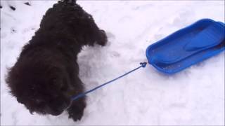 Newfoundland dogs playing in the snow with Classics [upl. by Aknahs]