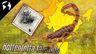 Le SCORPION le plus DANGEREUX au MONDE [upl. by Ellenor120]