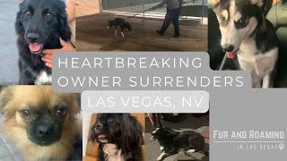 Heartbreaking owner surrenders  Dogs react to being surrendered by their owners  Las Vegas Nevada [upl. by Werdna]