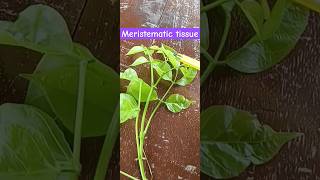 Meristematic tissue shortvideo viralvideo neet [upl. by Gusti63]