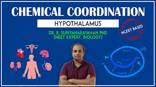 Hypothalamus Master of Masters gland [upl. by Mccoy]