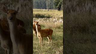 The famous Barasingha Groups barasingha wildlife viralvideo [upl. by Nottarts]