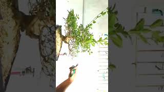 WORKSHOP OF TUGAS BONSAI TREE shortsvideo [upl. by Cynara255]