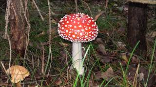 MAVORIM quotHyperboreaquot Amanita Muscaria [upl. by Mendelsohn581]