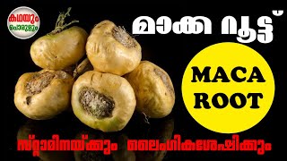 Maca Root Malayalam  Review amp Uses  MalluMix Media  Kadhayum Porulum [upl. by Champ]