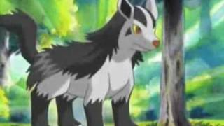 Houndoom Absol amp Mightyena AMV [upl. by Maurine]