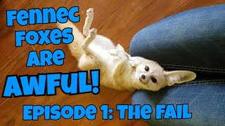 Fennec Foxes Are AWFUL Episode 1 The Fail [upl. by Atsira]