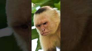 Unveiling the Secrets of Capuchin Monkeys Characteristics and Lifestyle [upl. by Hcurob412]