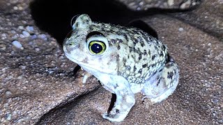 Couchs Spadefoot Toad [upl. by Abran]