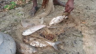 Big Silver Carp Fishing  Pabda fish amp Silver Mixed Farming  Big Fish Catching With The Fishing Net [upl. by Nueoht395]