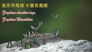 【4K】漫天飛舞的青斑寬青帶鳳蝶 [upl. by Tavish]