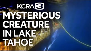 Mysterious creature spotted in depths of Lake Tahoe [upl. by Arzed]