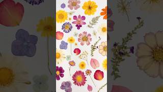 Watch our pressed flowers🌸✨ [upl. by Eednas]