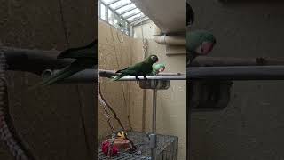 Red belly Vs Alexander trending viralvideo funnyanimals parrot reels birds funnyanimals [upl. by Dulcia]