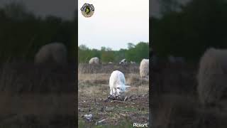 Sheep eats the grasstrustgod animalshorts animal sheepfarming sheepgoatfarming shorts [upl. by Raviv140]