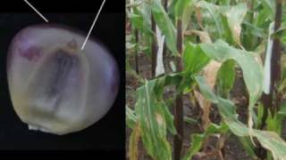 Doubled Haploids A simple method to improve efficiency of maize breeding [upl. by Lakym]