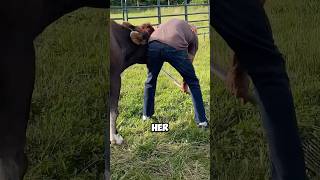 Cow finally meets loving owner after 19 years of blindnesscow love healing shortvideo shorts [upl. by Mattias]