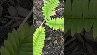 Cinnamon fern cinnamon ferm [upl. by Ainimre]