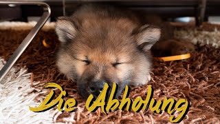 Wir holen unseren Welpen Akamaru ab 🐶 Eurasier 8 Wochen alt  Life of Akamaru 002 [upl. by Enirehtacyram]