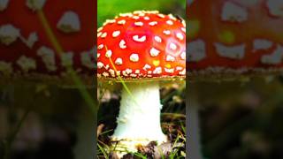 Los Hongos 🍄🍄‍🟫 ¡Los mejores Descomponedores hongos champiñones shorts short shortvideo [upl. by Featherstone]