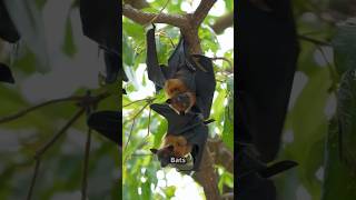 Bats The Nights True Flyers shorts facts animals wildlife ai shortsvideo shortvideo nature [upl. by Anilak]