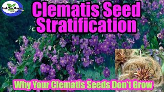 CLEMATIS PROPAGATION BY SEED  Learn the real secret to Growing Clematis by Seed [upl. by Jarek209]