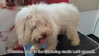 Grooming neglected white Lagotto Romagnolo  After Dreadlocks [upl. by Gannon619]