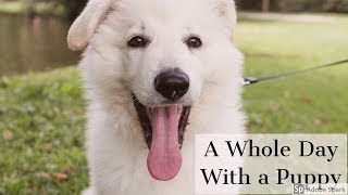 A whole day with a puppy  White Swiss Shepherd  11 weeks old [upl. by Uah239]