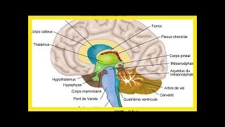 Xanax Lexomil Lysanxia Valium lorazépam Myolastan ces médicaments qui rétrécissent le cerveau [upl. by Andi809]