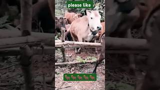 Cow farmers 18092024  Good jumping ytshorts [upl. by Chute]