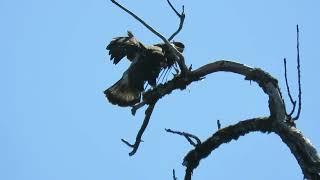 071424 2 Bald Eagle Fledgling Renton Wa 0090162 [upl. by Sancha]