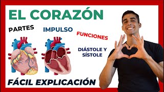 ❤ El corazón PARTES y FUNCIONES  FÁCIL EXPLICACIÓN Anatomía y Fisiologia [upl. by Rebecca]