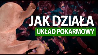 Jak działa człowiek UKŁAD POKARMOWY tłumaczenie na PJM [upl. by Aihsenal]