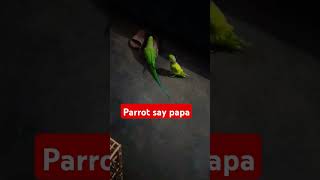 Parrot says papa youtubeshorts mypetbird petbird shortsfeed papamithua [upl. by Erik]