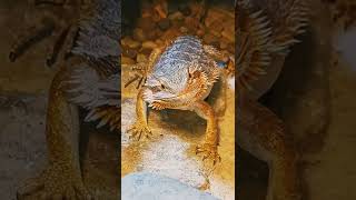 Suspenseful Bearded Dragon Attacks GIANT BLUE HORNWORM  beardeddragons shorts [upl. by Ecarret985]