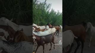 Goat Farming in Pakistan [upl. by Ylenats]