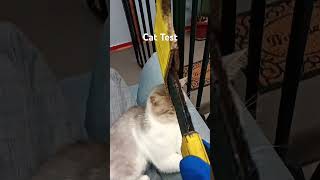 Cat Test fyp cats funny cute silly [upl. by Falcone]