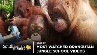 Most Watched Orangutan Jungle School Videos 🥺 Smithsonian Channel [upl. by Nidnal]