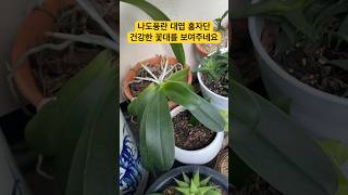 나도 풍란 홍자단난테크 난초 풍란 neofinetia neofinetiafalcata 난리났어 [upl. by Ada]