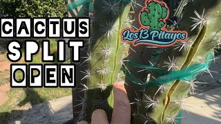 Cactus Split Open [upl. by Baptista]