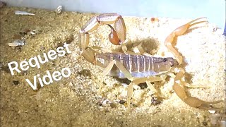 Hottentotta Tamulus  Indian Red Scorpion [upl. by Leigha]