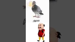 pegion short shorts funny trending viral funnyshorts trendingshorts viralvideo ytshorts [upl. by Lyons671]