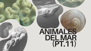 Animales del Mar pt11 [upl. by Ahsinod]