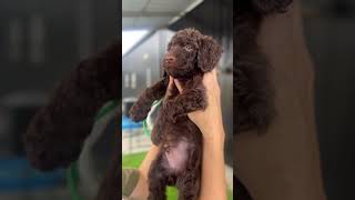 Standard Goldendoodle Puppies [upl. by Nniuqal243]