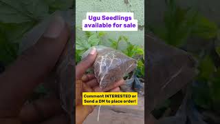 Ugu Seedlings available for sale garden uguseeds vegetablegrowing [upl. by Antoinetta]