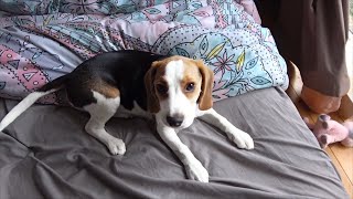 Beagle puppy howling for the first time [upl. by Kellie650]