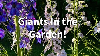 Pacific Giant Delphinium Flower Tour [upl. by Lothar]